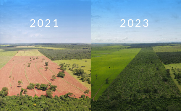 Rewild Carbon progress in building rainforest corridors