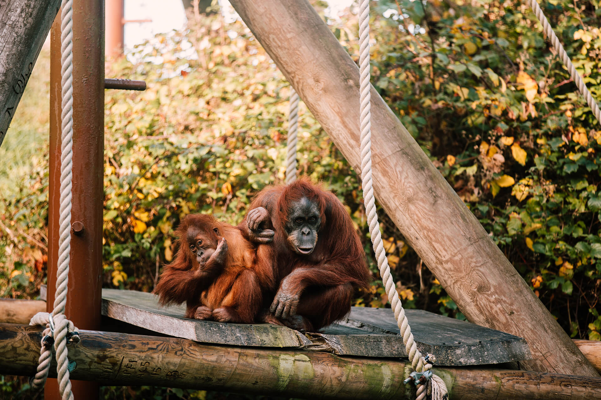 April baby boom at Durrell in Jersey