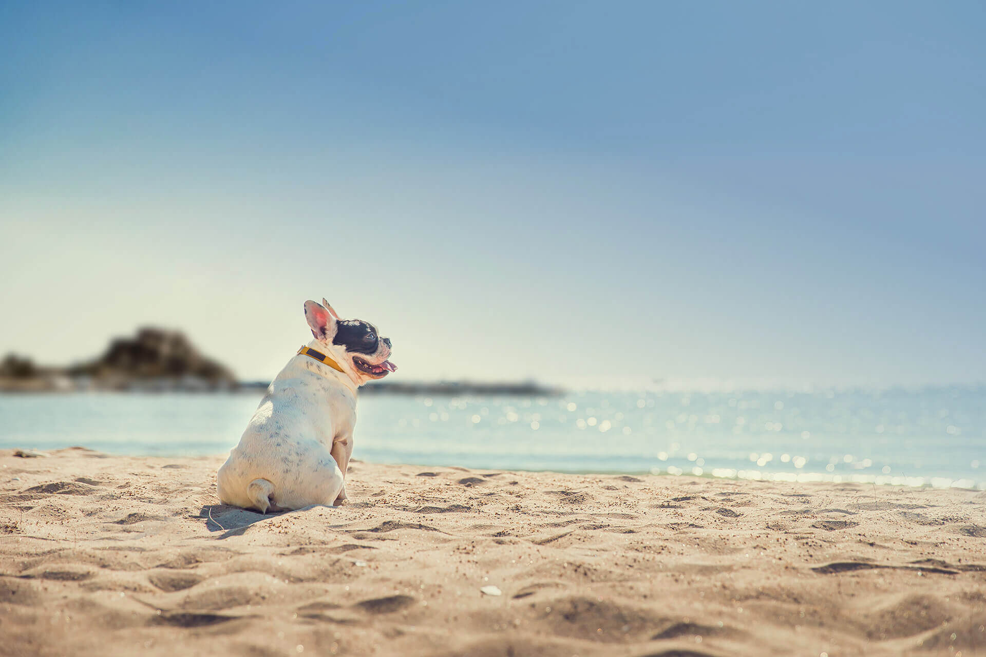 Pet transport to and from Jersey or Guernsey