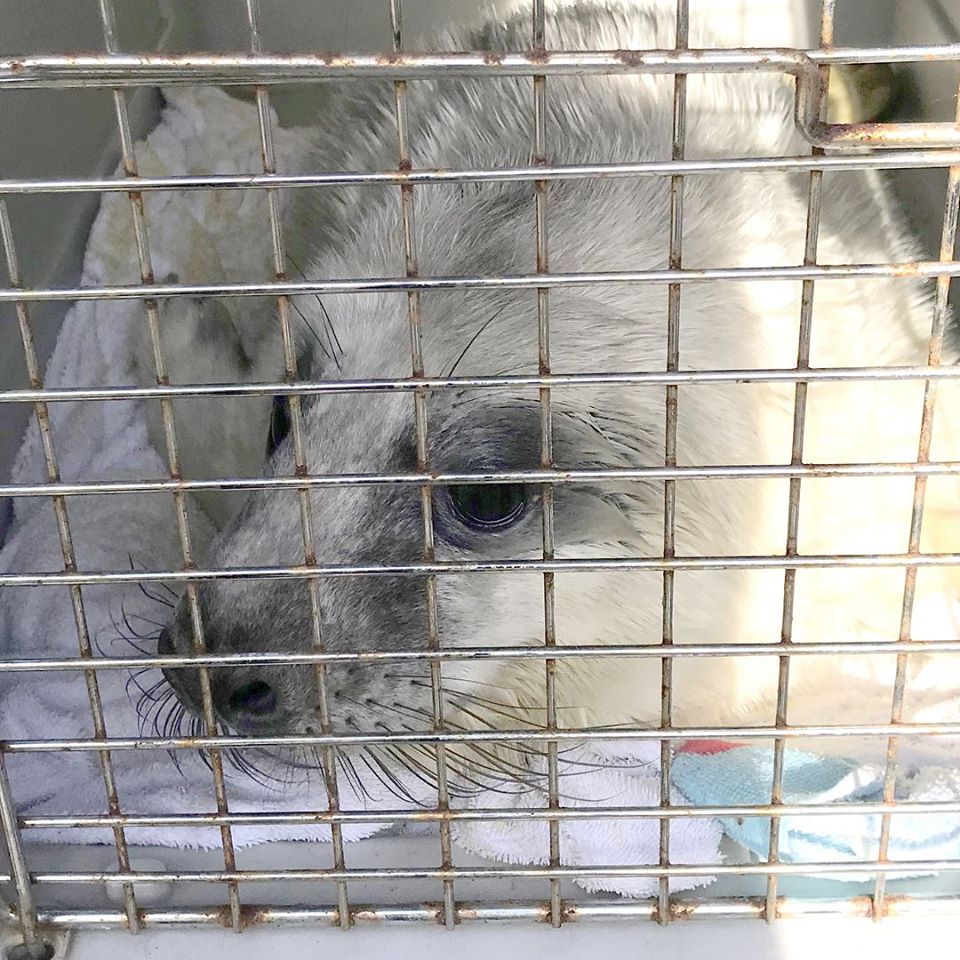 Stranded seal pup flown to Southampton