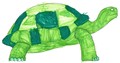 Flippy Tortoise